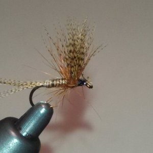 first red quill fly 002 (800x450).jpg