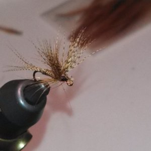 first red quill fly 005 (800x450).jpg