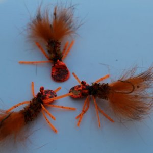 craw resize orange.jpg