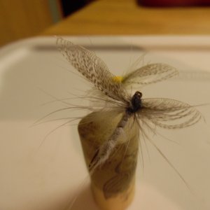 sam Mayfly #2.jpg