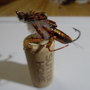 stonefly3.jpg