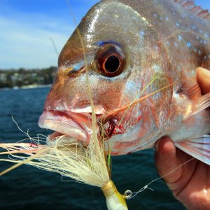 jig caught harbour snapper.jpeg