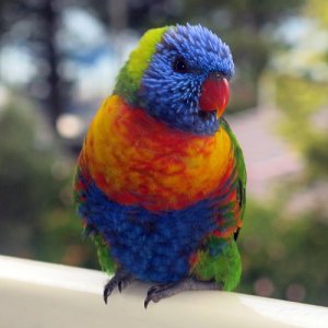 lorikeet sidehead.JPG