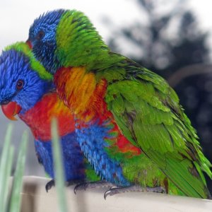 lovey lorikeets 3.JPG