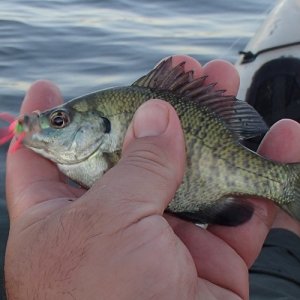 20160705Bluegill1.JPG