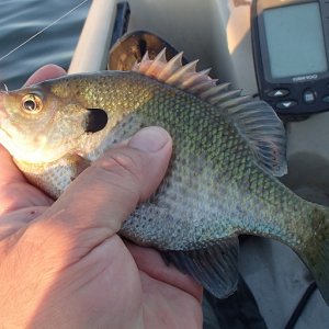 20160705Bluegill2.JPG