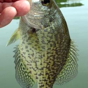 clear cone tail crappie.jpg