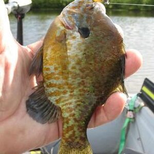 clear cone tail sunfish.jpg