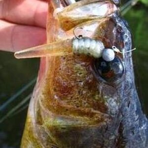 clear tail bass.jpg