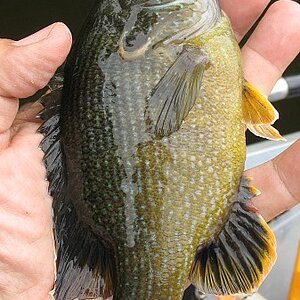 cone tail green sunfish.jpg