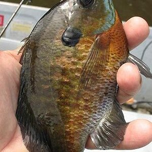 cone tail sunfish.jpg