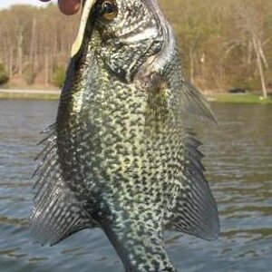 kut tail crappie.jpg