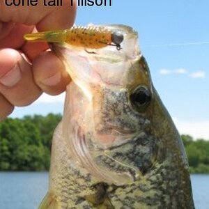 tillson cone tail crappie June 2020.jpg