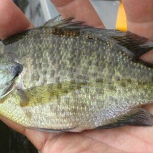 wacky cone tail sunfish.jpg