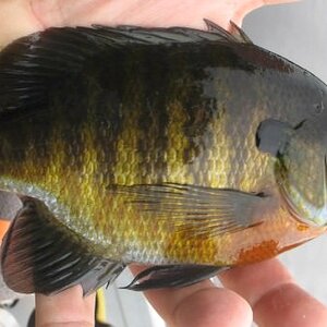 red claw sunfish.jpg