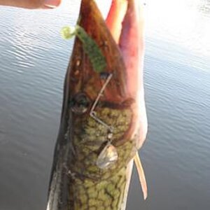 b. Spin pickerel.jpg