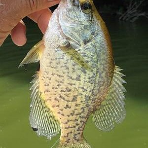 joker ail crappie.jpg